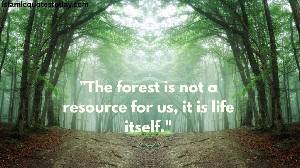 nature in forests