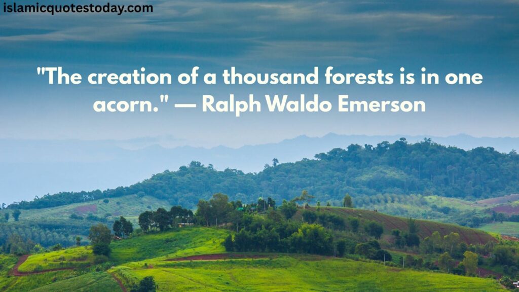 nature and forests