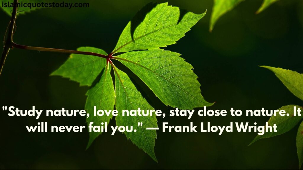 nature and trees