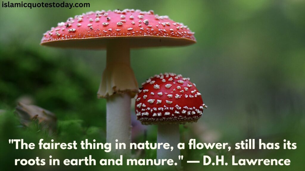 love quote on nature